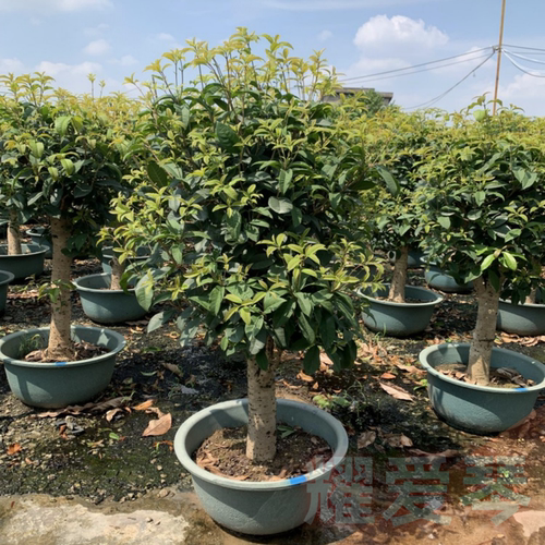 四季桂花老桩树苗好养