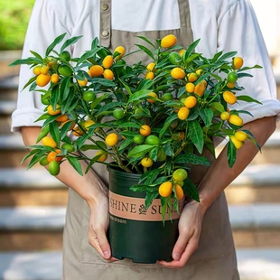 四季金桔树盆栽带果可食用树苗植物好养客厅年宵小橘子树招财盆景