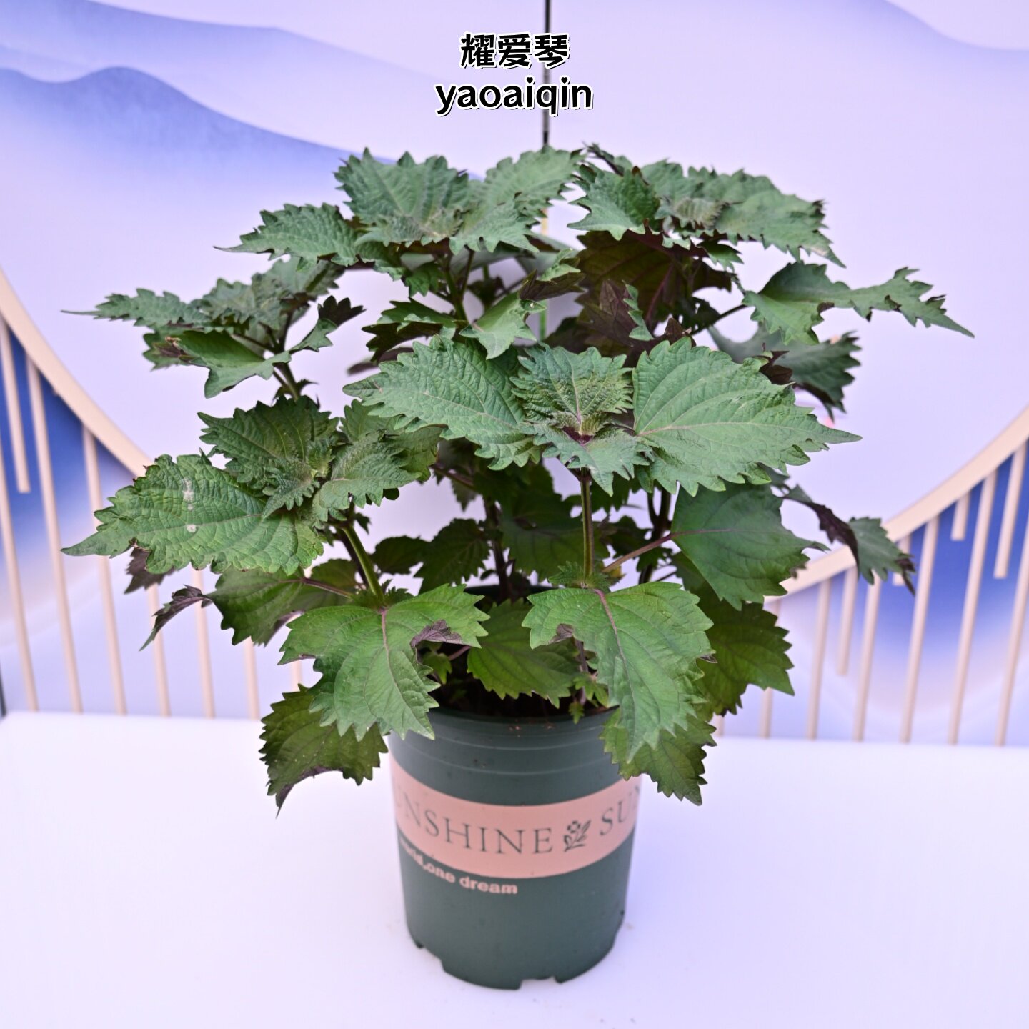 耀爱琴紫苏苗盆栽带土可食用图片