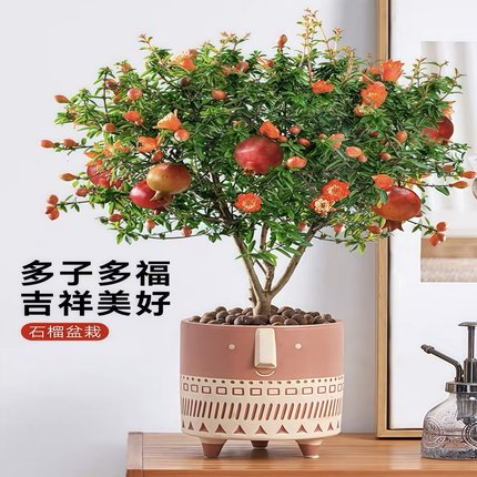 石榴花树苗盆栽带花发货观赏果树可食用中药花卉植物室内庭院盆景