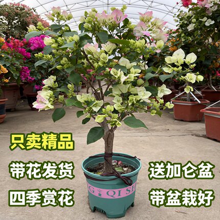 三角梅盆栽带花树苗老桩特大苗室内绿樱高端大花四季开花阳台植物
