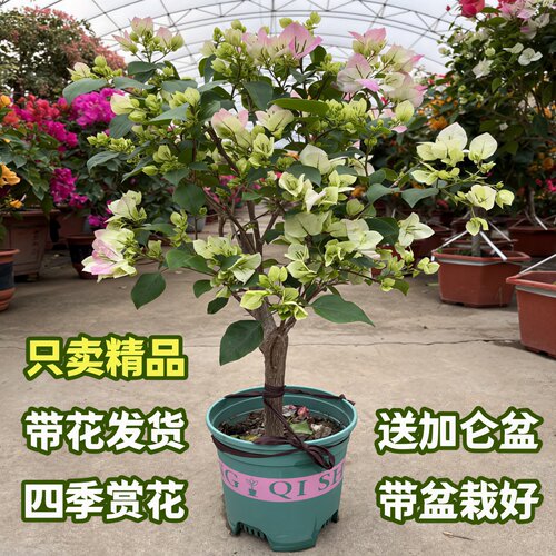 【带花发货】送加仑盆即刻赏花