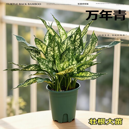 万年青玛丽安室内盆栽吸甲醛