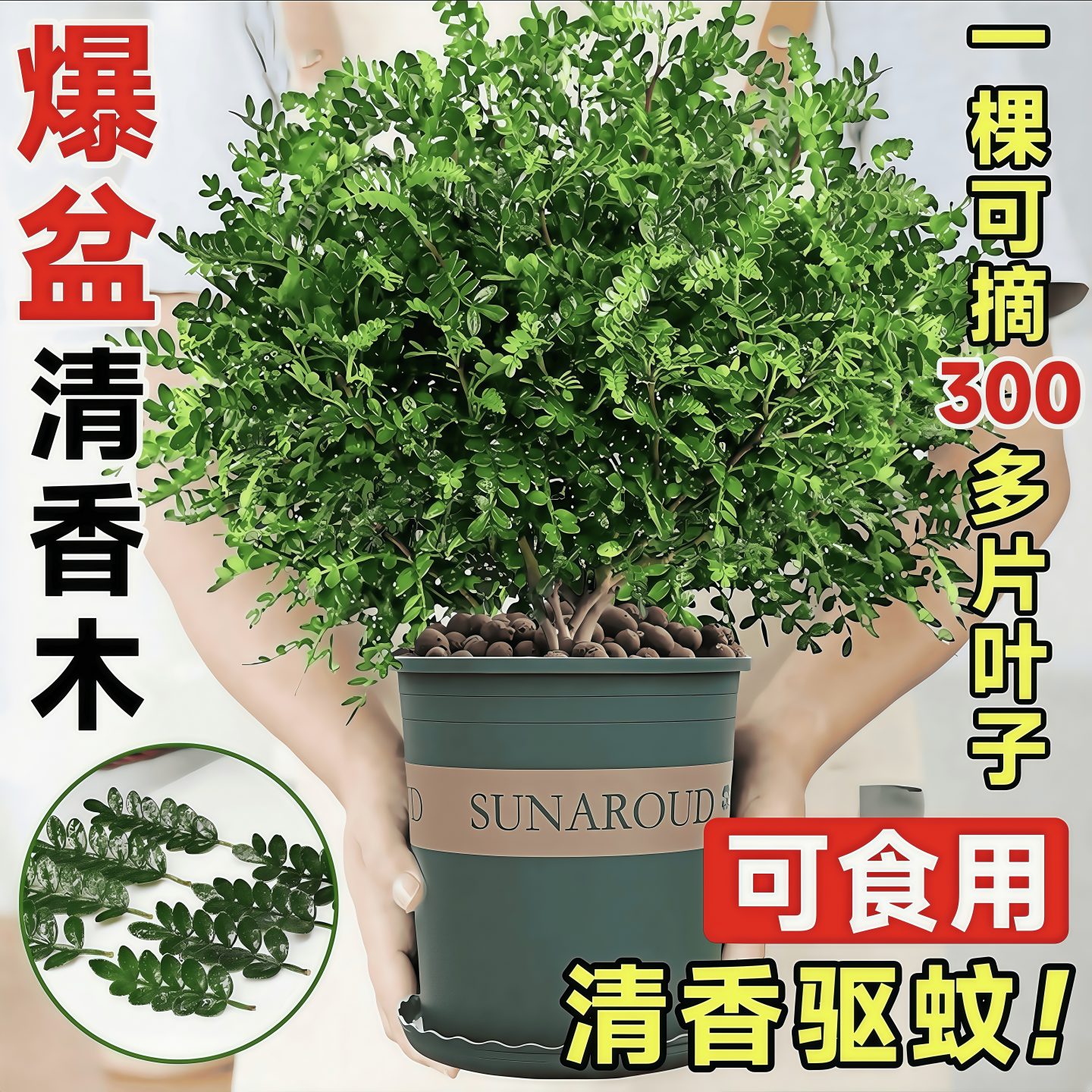 正宗清香木胡椒木盆栽花卉室内驱蚊草植物树苗老桩盆景九里香绿植,鲜花速递/花卉仿真/绿植园艺,绿植,淘宝优惠券,粉丝福利购,淘宝优惠卷