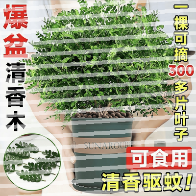 正宗清香木胡椒木盆栽花卉室内