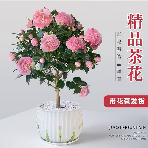 茶花树苗四季香妃花卉盆栽