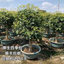 四季桂花树苗盆栽嫁接矮化老桩盆景大植物开花浓香室内外阳台庭院