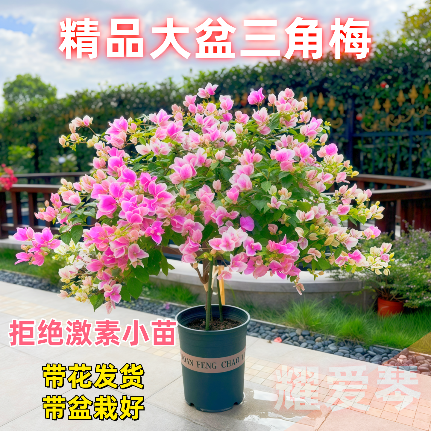 三角梅盆栽带花四季花卉绿樱红