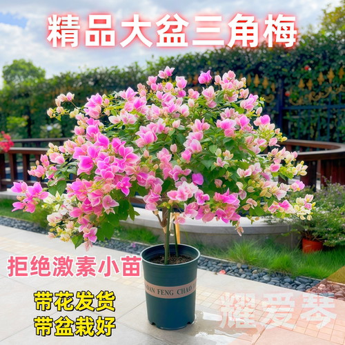 三角梅盆栽带花四季花卉绿樱红