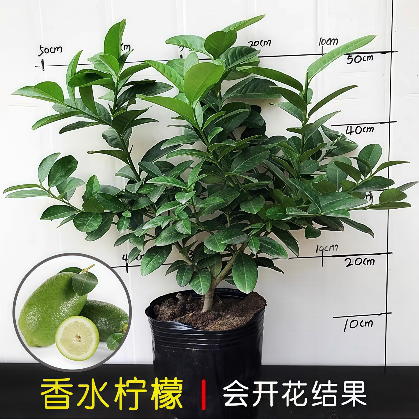 香水柠檬树盆栽大棵老桩