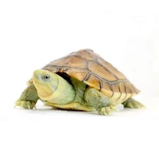 小青龟黄喉安徽皖南三黄北种石龟半水龟浅水宠物观赏龟送墨鱼骨