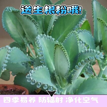 多肉植物 蕾丝公主 宽叶不死鸟 大叶落地生根 大叶不死鸟迷你苗种