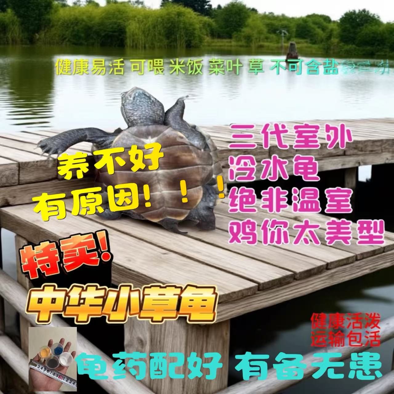 中华草龟活体宠物墨龟长寿龟地摊小乌龟苗外塘冷水小龟龟