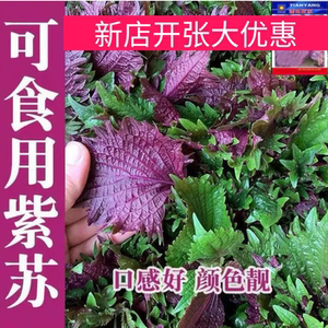 新鲜现摘紫苏叶带杆新鲜食用紫苏牛蛙鱼虾田螺蛳粉香料 增香去腥