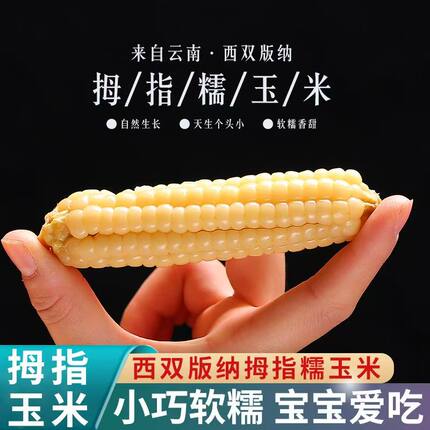 正宗云南西双版纳拇指小玉米手指玉米香糯小玉米新鲜真空宝宝爱吃
