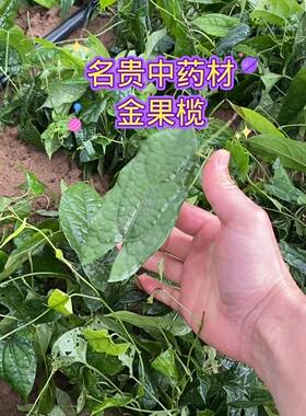 金果榄（地苦胆）苗基地直发