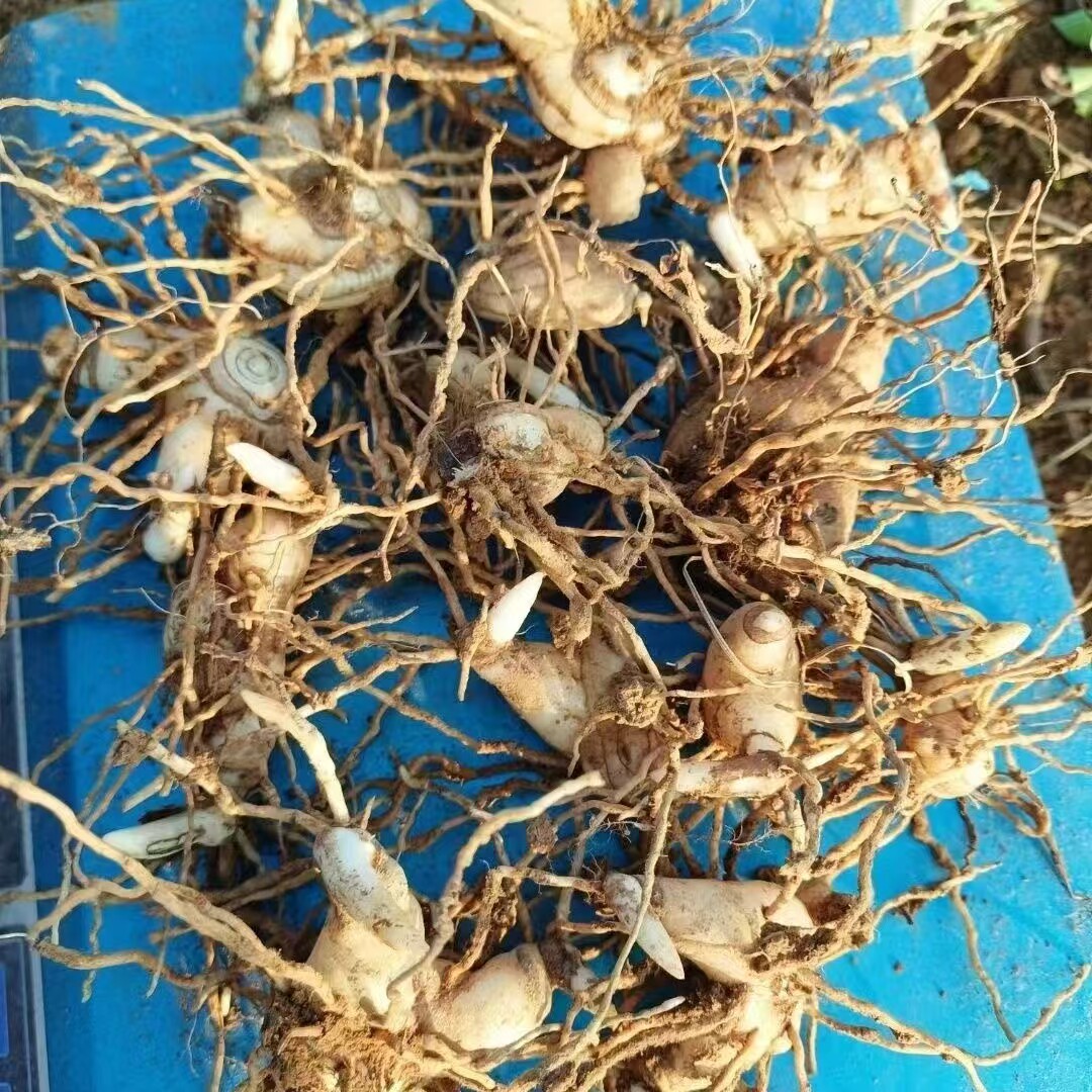 白芨苗 紫花三叉中宽叶大白芨块桌面绿植
