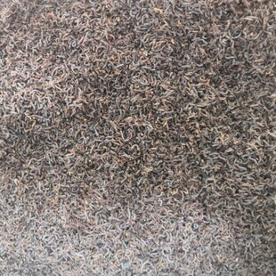 蚊子幼虫沙虫子黄辣丁黄颡鱼三角峰鲢鱼麻鱼野钓鱼饵新鲜腥味活饵