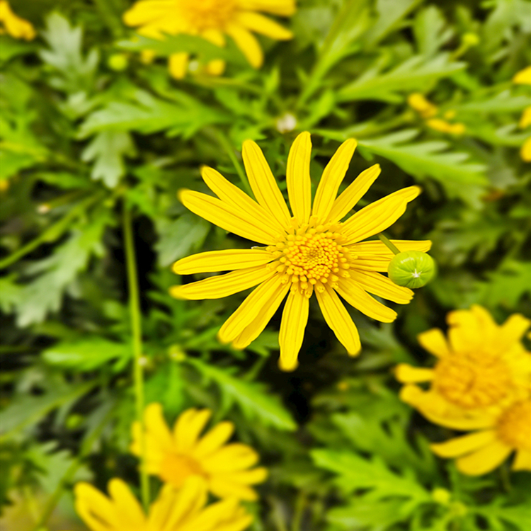 茼蒿菊种子黄金菊花种籽春播木茼蒿四季开花室外花草易种易活花海-封面