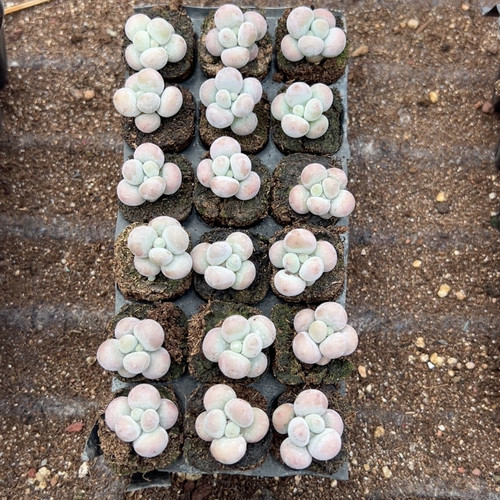 粉珍珠