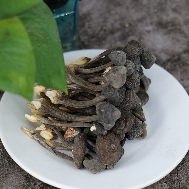 煲汤食材袋装黑皮鸡枞菌雷阿哥
