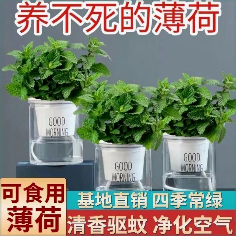 新疆包邮薄荷室内绿植食用薄荷盆栽可吃客厅驱蚊皱叶留兰香办公室 鲜花速递/花卉仿真/绿植园艺 造型盆景 原图主图