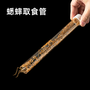 蟋蟀取虫器  躲避管攀爬架子杜比亚饲养非镊子透明可视取食捕虫器