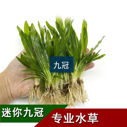 鱼缸真水草迷你小九冠绿九冠沉水活体淡水绿植水族箱造景中后景草 - 封面