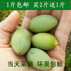 四川合江青果新鲜橄榄现摘现发猪肚煲汤泡茶包邮