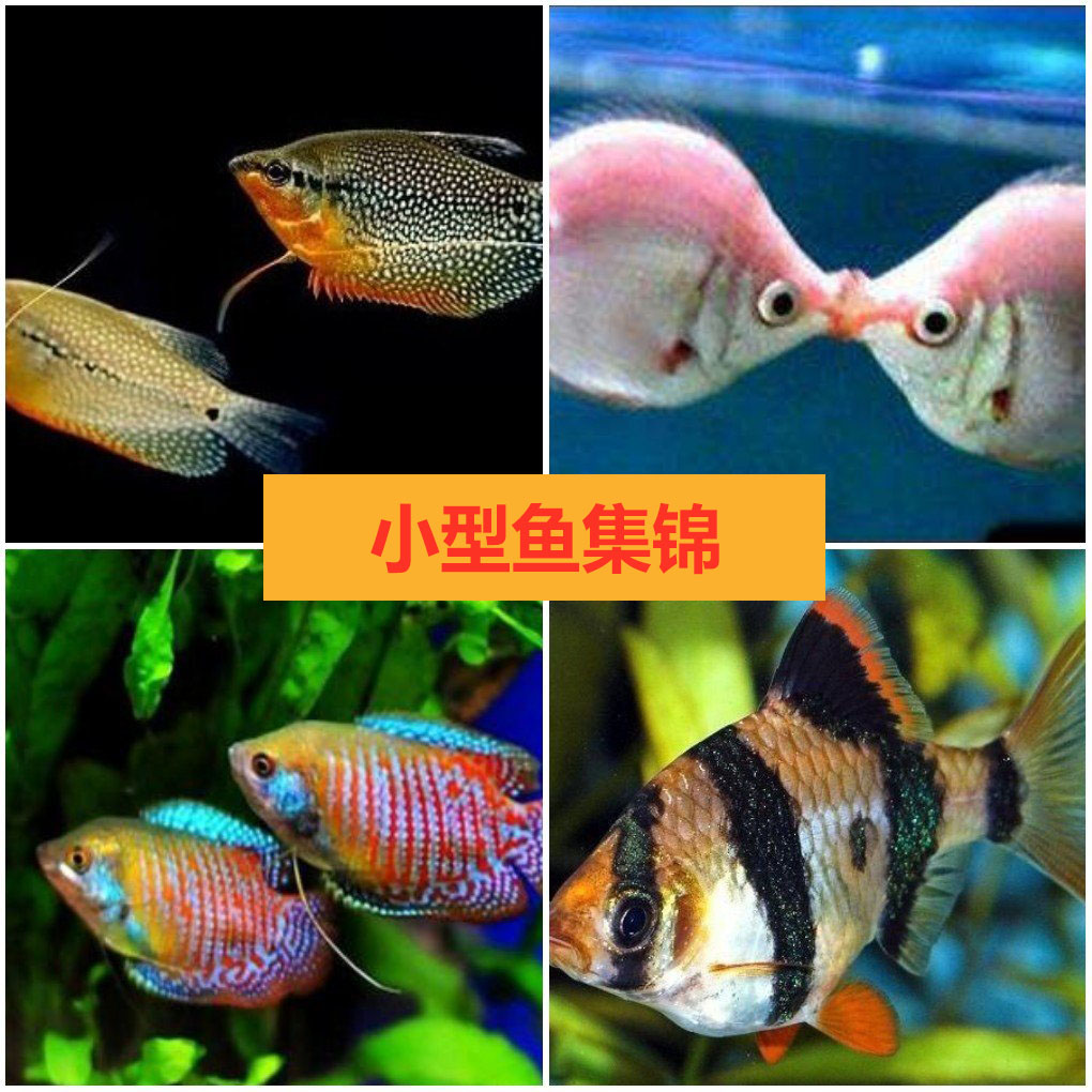 热带鱼小型鱼鱼活体虎皮鱼接吻鱼亲嘴鱼五彩裙丽丽珍珠马甲观赏鱼