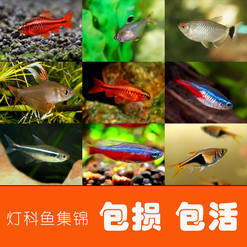 观赏鱼灯科活体宝莲灯斑马淡水草缸群游孔雀鱼小型红绿灯鱼热带鱼