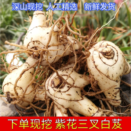 大别山野生紫花三叉旱白芨无硫