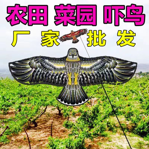老鹰风筝吓鸟老鹰风筝