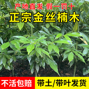 金丝楠木树苗正宗四川小叶桢楠赤楠金丝楠木大树庭院稀有盆栽常青