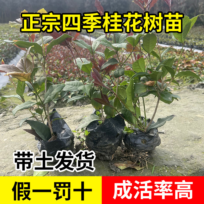 四季桂花树苗花卉庭院盆栽植物