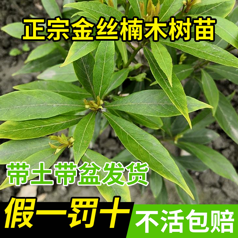 金丝楠木树苗正宗四川小叶桢楠赤楠金丝楠木大树庭院稀有盆栽常青