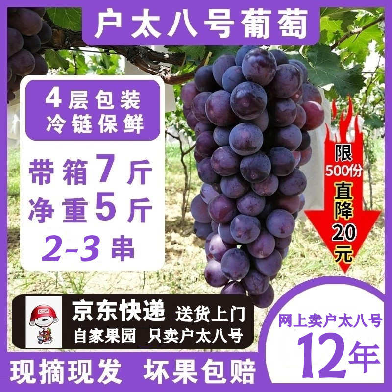 户太八号葡萄无籽现摘现发正宗