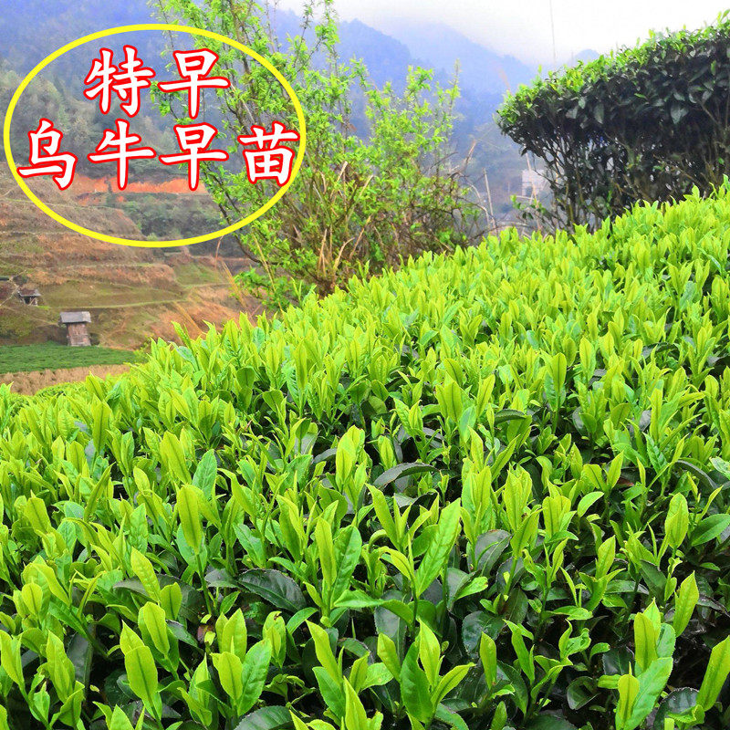 浙江乌牛早茶叶树苗 特早绿茶叶苗 西湖龙井43茶苗 明前采摘茶叶