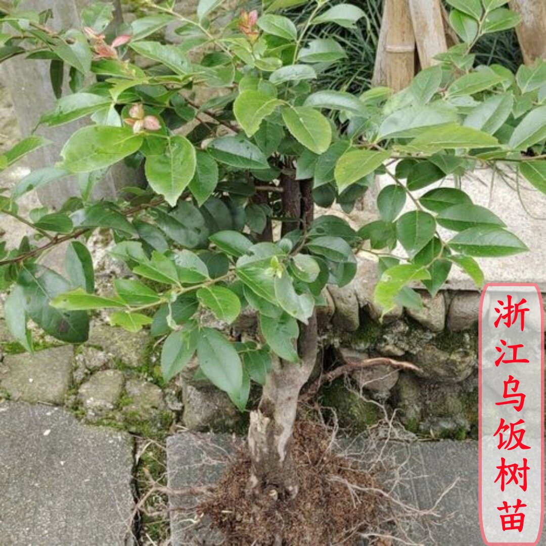 现挖现卖浙江乌饭树苗 盆栽南烛树苗 地栽高山乌饭叶南烛叶果树