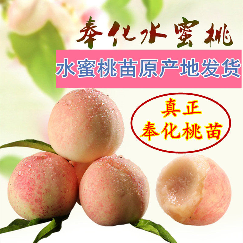 正品宁波奉化玉露水蜜桃苗湖景蜜露桃苗蟠桃苗锦绣黄桃树苗