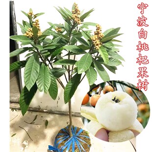 浙江宁海白枇杷树苗白玉白沙枇杷树大五星枇杷嫁接苗可地栽