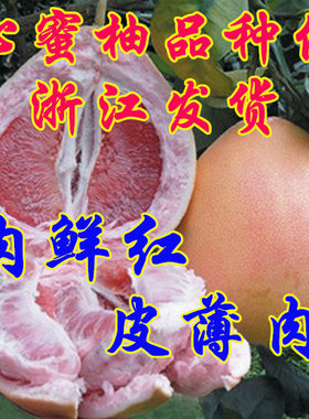 浙江蜜柚盆栽红心果树