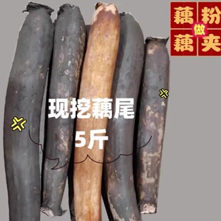 湖北特产洪湖莲藕新鲜现挖/藕尾/藕后段 做藕圆藕夹藕粉5斤