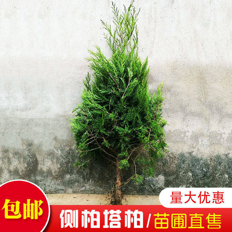 塔柏树松树苗侧柏宝塔松柏四季常青绿化苗庭院