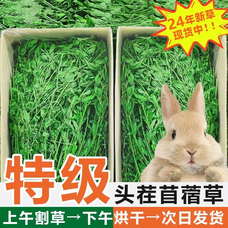 苜蓿草烘干幼兔食用干草飼料