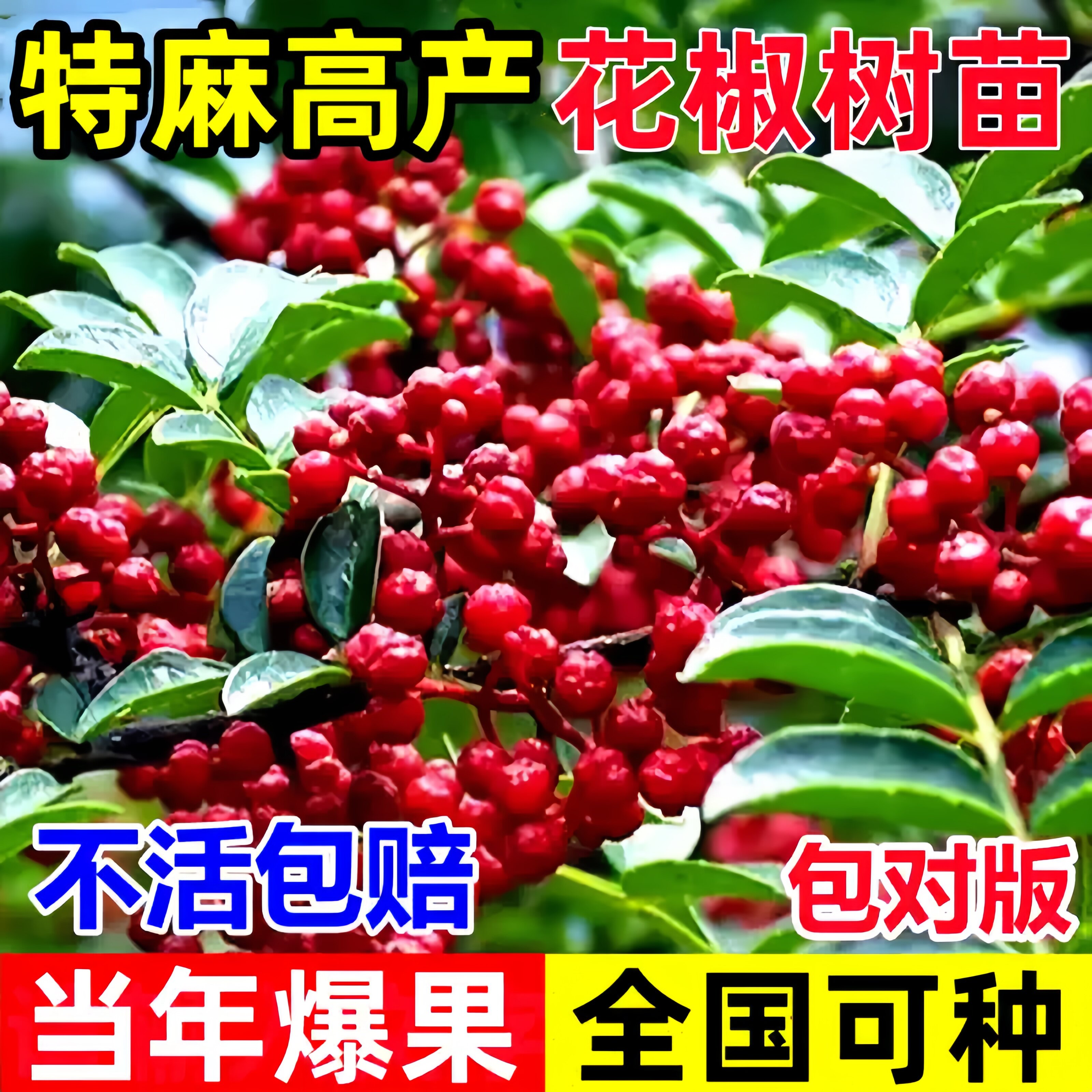 花椒苗树大红袍花椒树苗四川麻椒带土盆栽地栽花椒树大苗当年结果