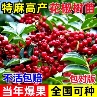 花椒苗树大红袍花椒树苗四川麻椒带土盆栽地栽花椒树大苗当年结果