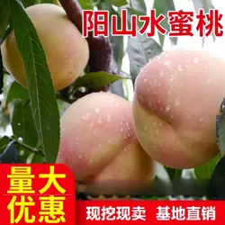 无锡阳山水蜜桃 阳山桃苗 桃子树苗 嫁接桃苗 适合南方北方果树苗