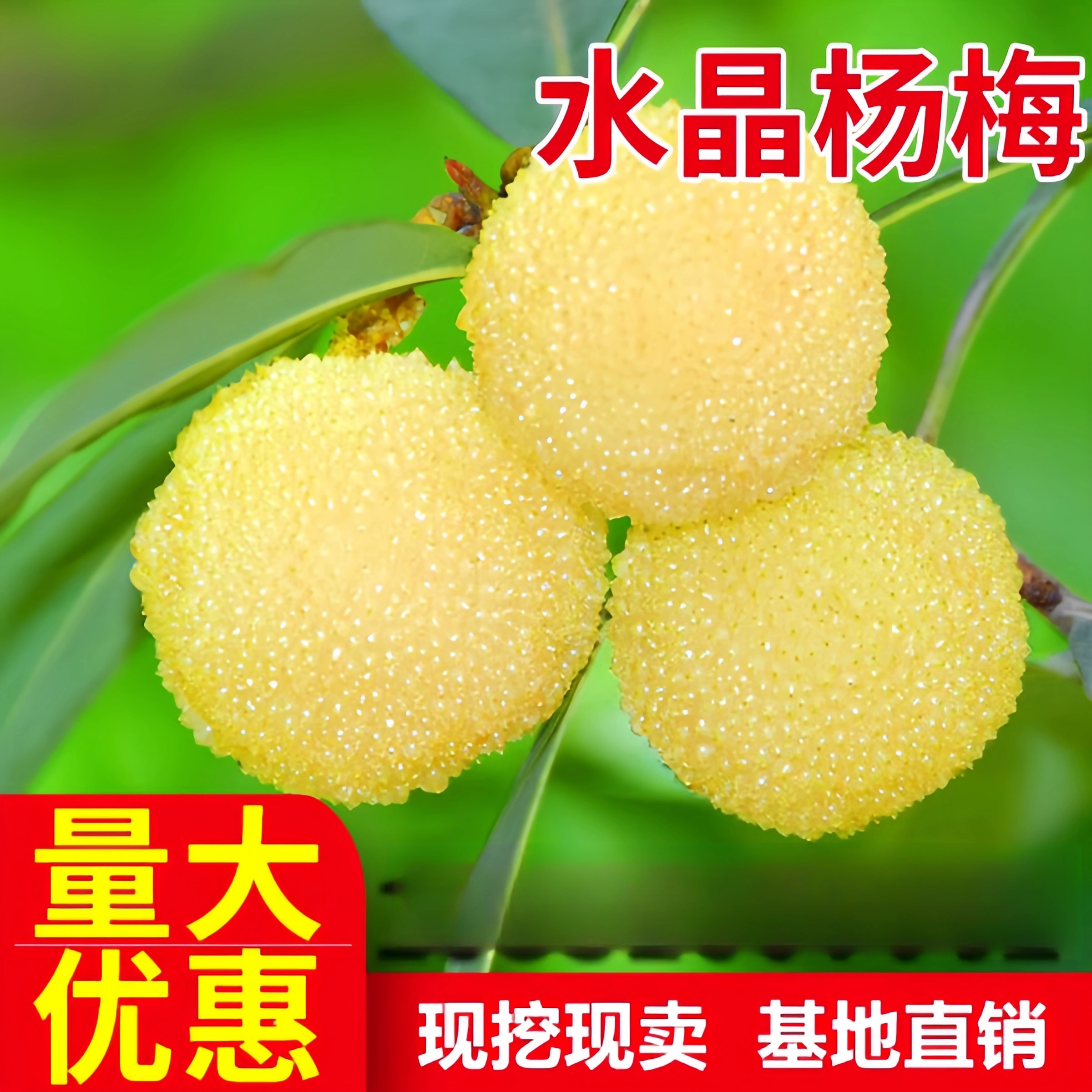 杨梅树苗大果型水晶盆栽地栽