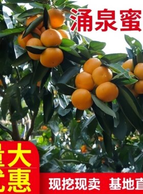 涌泉蜜桔树苗 正宗临海无核蜜桔涌泉蜜橘特优早熟超甜桔子果树苗